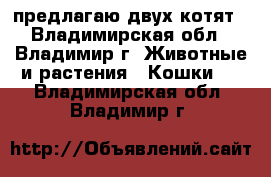 предлагаю двух котят - Владимирская обл., Владимир г. Животные и растения » Кошки   . Владимирская обл.,Владимир г.